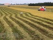 Thu hoạch cuối vụ lúa Thu Đông năm 2021 tại xã Tân Mỹ, huyện Thanh Bình. (Ảnh: Nguyễn Văn Trí/TTXVN) 