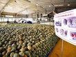 Chế biến dứa hộp xuất khẩu tại Doveco