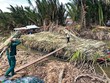 Mía trong vùng nguyên liệu của SOSUCO bị thương lái thu mua, vận chuyển đi bán… ở nơi khác