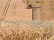 Thiếu hụt nguồn cung từ Ukraine đồng nghĩa thế giới sẽ hụt mất một số loại lúa mì tốt nhất. Ảnh: AFP
