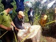 Một vụ phá rừng thông ở Lâm Đồng. Ảnh: Yên Thế