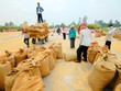 Nông dân vùng Đồng bằng sông Cửu Long đang mắc vòng kim cô rất lớn là cây lúa. Ảnh: Lê Toàn