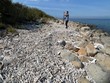 Rạn san hô ở Khu bảo tồn biển Hòn Mun (vịnh Nha Trang, tỉnh Khánh Hòa) bị xâm hại nghiêm trọng. Ảnh: P.V