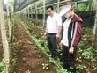 Tính đến nay, tỉnh Gia Lai Kl99ok phiên bản mới và phát triển gần 4.000 ha cây dược liệu. Ảnh: Nguyễn Diệp