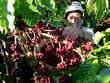 Trang Chủ KL99Com Số 1 Link Đăng Ký KL999 nhỏ chỉ nắm chưa đầy 3% vốn của CFV