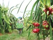Nhiều loại nông sản của Việt Nam đã được các thị trường khó tính đón nhận Ảnh: Lê Toàn 