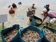 2 tháng đầu năm 2023, xuất khẩu tôm giảm 37% so với cùng kỳ năm trước.