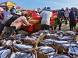 Vasep kiến nghị tháo gỡ bất cập trong thực hiện kiểm soát IUU, cấp S/C và H/C, tạo thuận lợi cho xuất khẩu sang EU.
