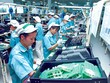 Nhà máy Panasonic tại Khu công nghiệp Thăng Long (Hà Nội). Ảnh: Đức Thanh