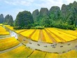 Lễ khai mạc sẽ diễn ra trên cánh đồng lúa rộng gần 10.000 m2. (Ảnh minh hoạ)