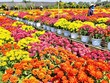 Đồng bằng sông Cửu Long vào mùa cao điểm du lịch hè 