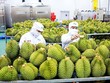 Xuất khẩu rau quả trong tháng 5 thu về 600 triệu USD, trong đó mặt hàng sầu riêng đóng góp gần 30% tổng trị giá.