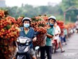 Trái vải năm nay được mùa và đang bước vào chính vụ. Ảnh: Đức Thanh