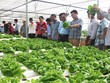 Thành phố Đà Nẵng đã có 3 vùng nông nghiệp ứng dụng công nghệ cao được quy hoạch chi tiết tỷ lệ 1/500, diện tích 65,9 ha.