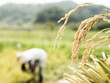 Nga tuyên bố cấm xuất khẩu gạo 'tạm thời'. Ảnh: Getty Images
