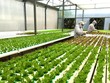 Triển khai các hoạt động chuyển đổi số trong xây dựng nông thôn mới, hướng tới nông thôn mới thông minh giai đoạn 2021-2025 còn chậm.