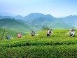 Chương trình OCOP được các địa phương triển khai đồng bộ, rộng khắp, trở thành một giải pháp được ưu tiên trong phát triển Kl992 cổng game cá cược nông thôn. (Ảnh: Phương Linh)