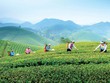 Du khách rất thích thú với trải nghiệm hái chè