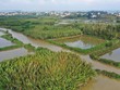 Rừng dừa xã Tịnh Khê.