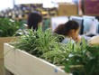Không gian làm việc xanh đang là xu hướng. Ảnh: Dũng Minh 