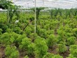 Ninh Thuận tìm nhà Kl99ok phiên bản mới cho dự án trồng cây dược liệu rộng gần 30 ha 