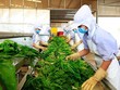 Nông sản Việt Nam xuất khẩu sang EU thực hiện nghiêm các tiêu chuẩn vệ sinh an toàn thực phẩm. 