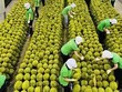 Xuất khẩu rau quả là điểm sáng, với kim ngạch tăng thêm 2 tỷ USD so với cùng kỳ năm trước.