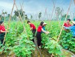 Agribank ưu tiên cho vay các dự án nông nghiệp công nghệ cao