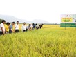 Phân bón Cà Mau triển khai nhiều mô hình cho bà con nông dân trải nghiệm sản phẩm