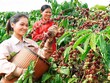 Khẩn trương trình Thủ tướng Kl993 ưu đãi thưởng hấp dẫn phê duyệt Đề án phát triển các cây công nghiệp chủ lực