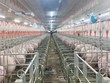 Giá heo duy trì ở mức thấp khiến Dabaco chỉ ghi nhận Kl99 nổ hũ 2023 vẻn vẹn 25 tỷ đồng