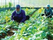 Du lịch canh nông tạo giá trị bền vững
