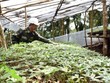 Mất trộm sâm Ngọc Linh với lượng lớn, Kon Tum chỉ đạo điều tra