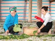 “Làm mới” Kl99kl phiên bản hoạt động nông nghiệp