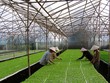 Giải ngân vốn Kl99ok phiên bản mới công vào nông nghiệp dự kiến tăng vọt trong tháng 4/2024