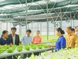 Hà Nội thành lập mới nhiều hợp tác xã, liên hiệp hợp tác xã, tổ hợp tác