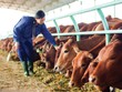 Kon Tum thu hút Kl99ok phiên bản mới có chọn lọc các dự án chăn nuôi