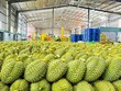 Rau quả là mặt hàng xuất khẩu có tỷ lệ sử dụng ưu đãi (theo C/O mẫu E và C/O mẫu RCEP) sang Trung Quốc rất cao.