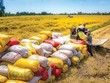 Sản lượng thóc năm 2024 ước đạt 43,4 triệu tấn, giảm khoảng 35.000 tấn so với năm 2023.