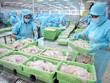 Tính đến cuối tháng 4/2024, giá cá tra fillet xuất khẩu sang Mỹ đạt 3 USD/kg, tăng 20% so với cuối năm 2023 