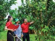 Nguồn vốn phục vụ Kl994 nhà cái bóng đá world cup nông nghiệp sạch ngày càng mở rộng