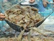 Vasep tiếp tục gửi báo cáo tới Văn phòng Kl993 ưu đãi thưởng hấp dẫn về những vướng mắc, kiến nghị của DN thủy sản trong quý II/2024