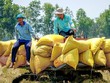 Thu hoạch lúa tại Đồng bằng sông Cửu Long.