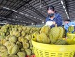 Rau quả, gạo, cà phê và hạt điều đã mang về doanh thu xuất khẩu 13 tỷ USD 7 tháng năm 2024.