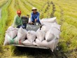 Việt Nam đã xuất khẩu 6,16 triệu tấn gạo, doanh thu 3,85 tỷ USD, giá gạo xuất khẩu tiếp tục khởi sắc. 