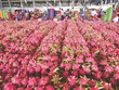 Thanh long là một trong những loại trái cây chủ lực của Việt Nam có kim ngạch xuất khẩu lớn sang Trung Quốc.