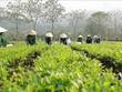(Ảnh minh họa: Vũ Sinh/TTXVN)