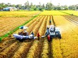 Ấn Độ vừa nới lỏng các biện pháp hạn chế xuất khẩu gạo sẽ tác động đến nguồn cung và giá gạo xuất khẩu. 