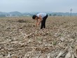 Bão số 3 đã gây ra những thiệt hại nặng nề cho Kl994 nhà cái bóng đá world cup nông nghiệp tỉnh Yên Bái. 