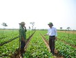  Hợp tác xã Dịch vụ nông nghiệp Đông Cao (huyện Mê Linh).